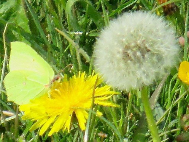 Brimstone butterfly on the Hills & Holes SSSI