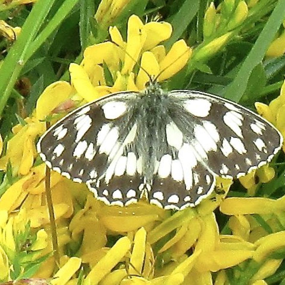 Marbled White on Dyer's Greenweed