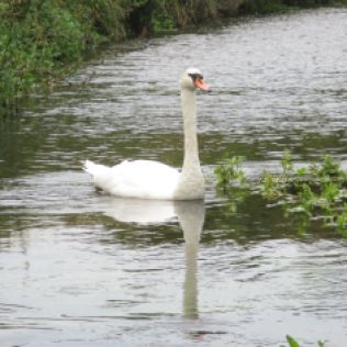 21 Swan